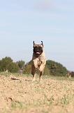 BULLMASTIFF 106